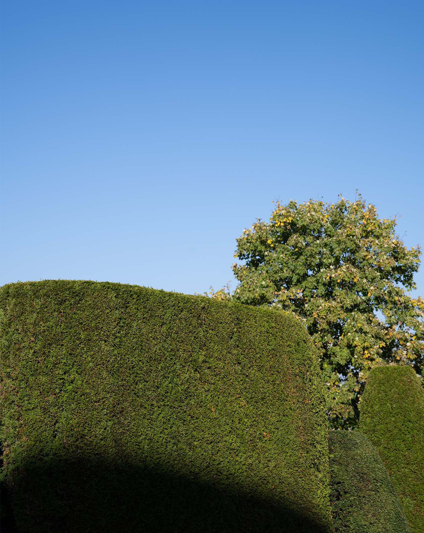 eine akkurat geschnitene Hecke