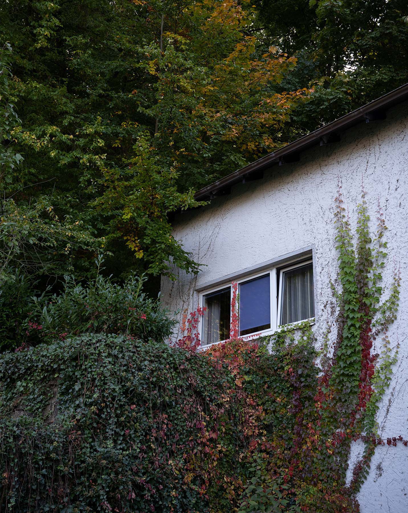 Ein gekipptes Fenster einer von Ranken eingerahmten Hauswand